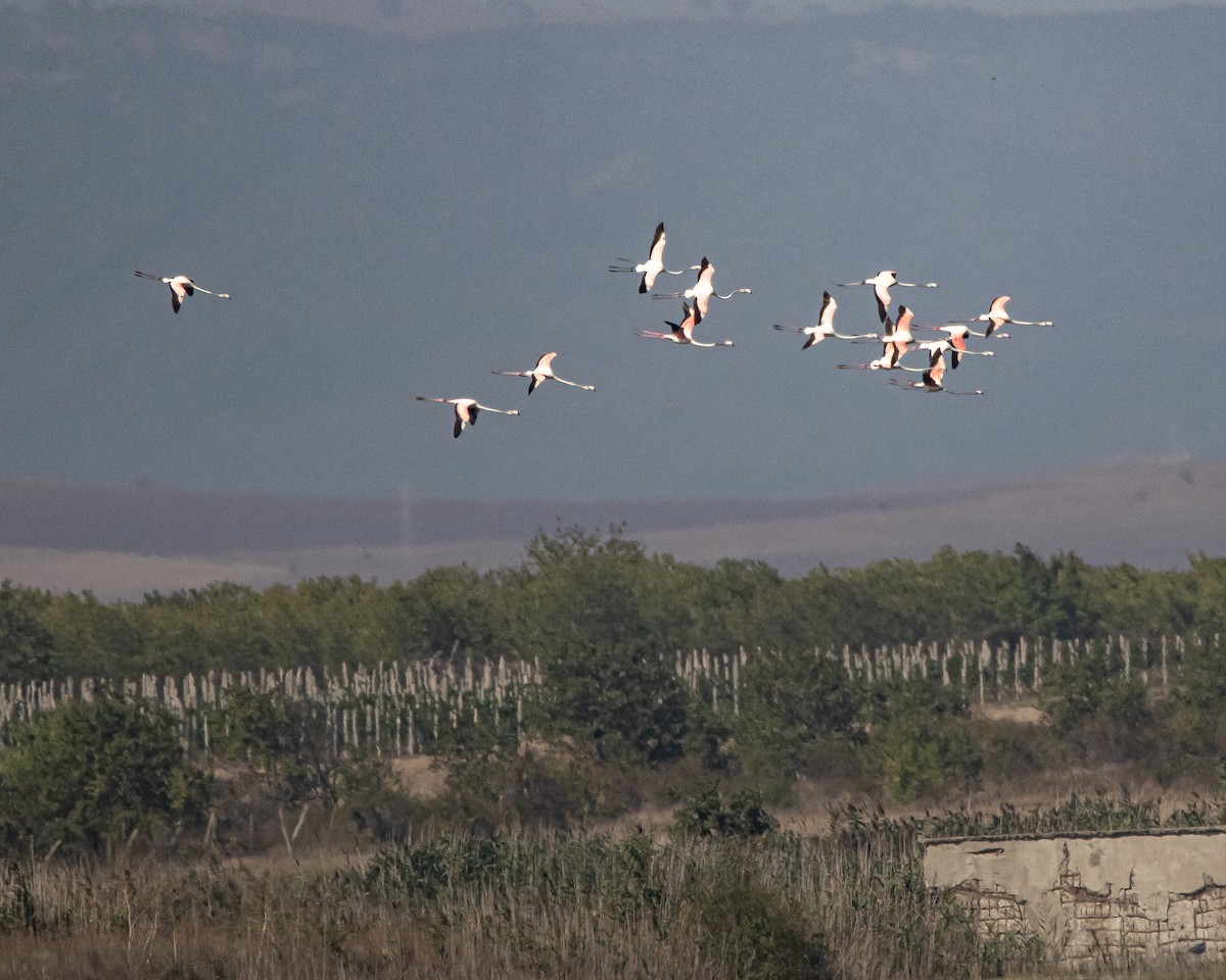 Greater Flamingo - ML608756577