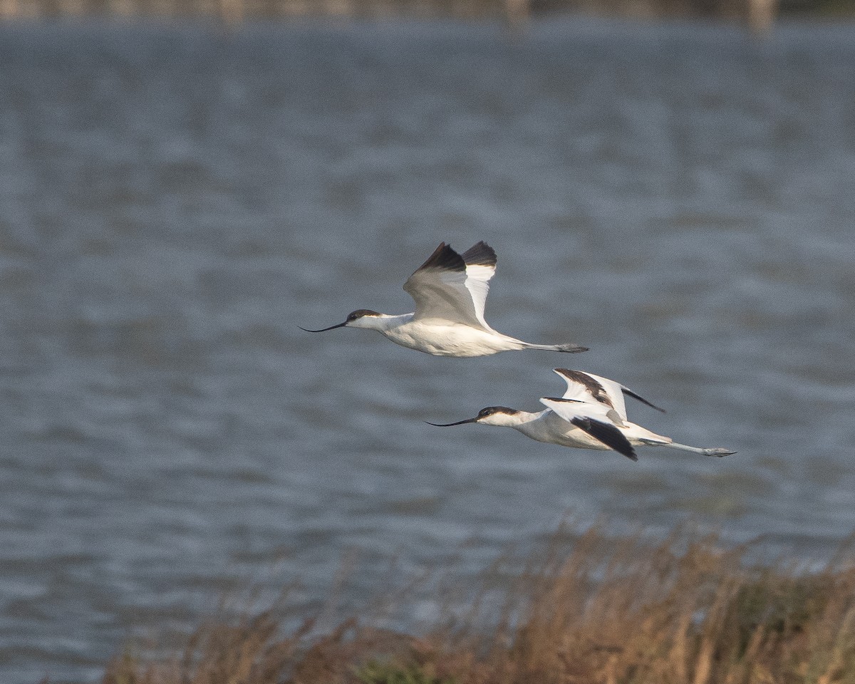 Pied Avocet - ML608756588