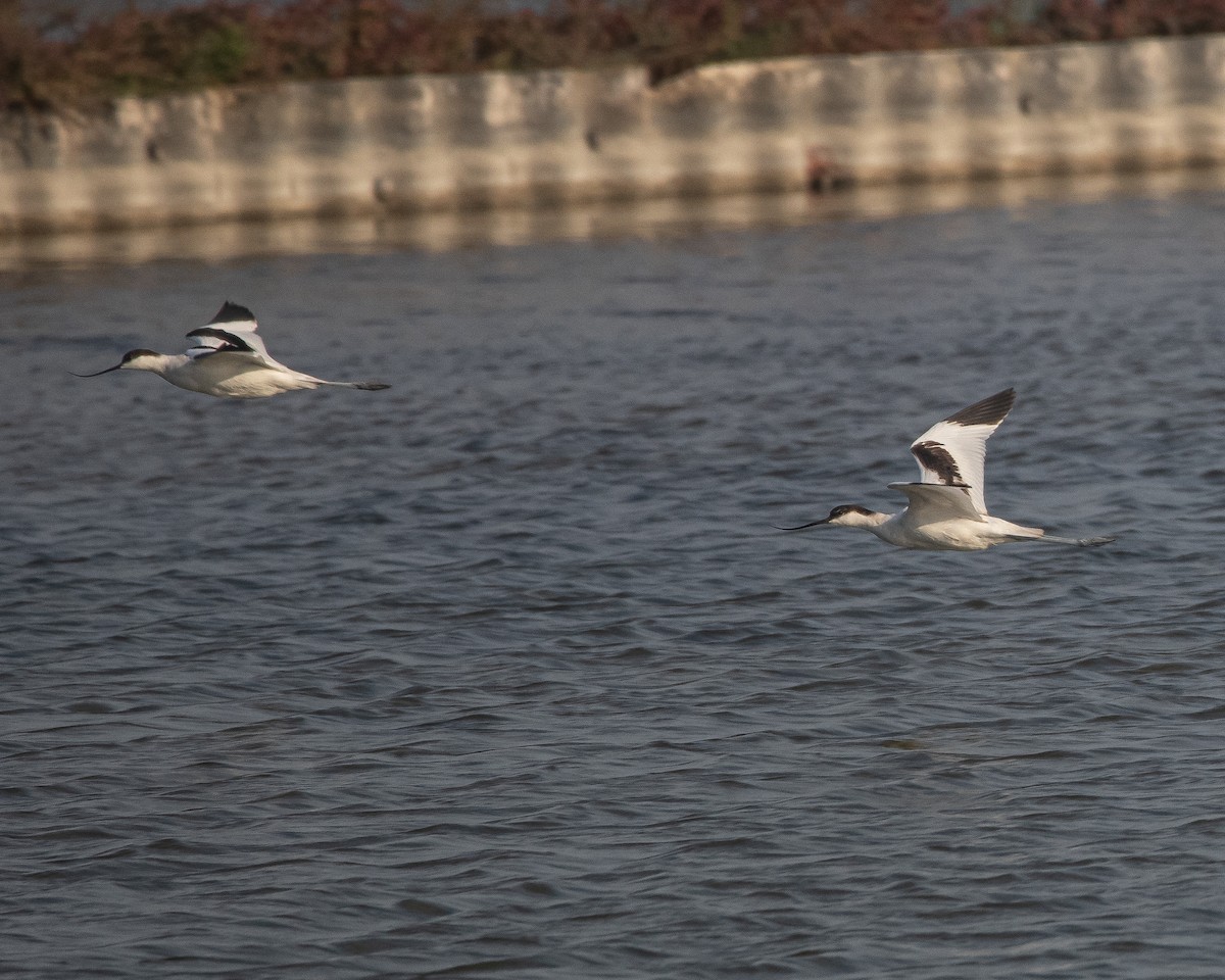 Pied Avocet - ML608756589