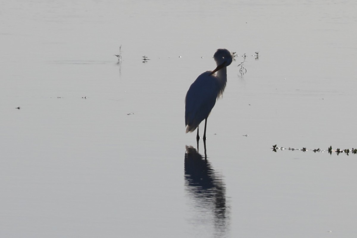 Great Egret - ML608756696