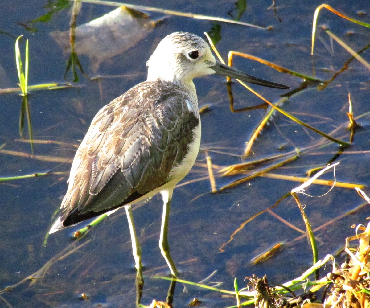 Common Greenshank - ML60875671