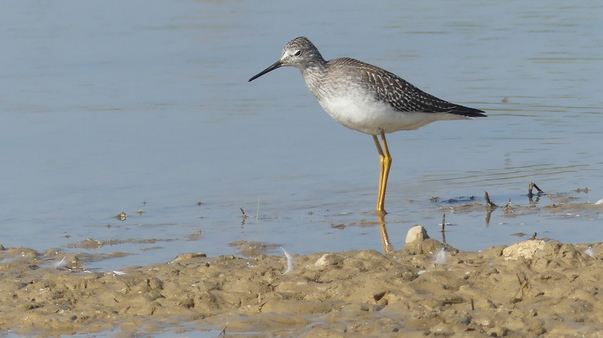 Lesser Yellowlegs - ML608756764