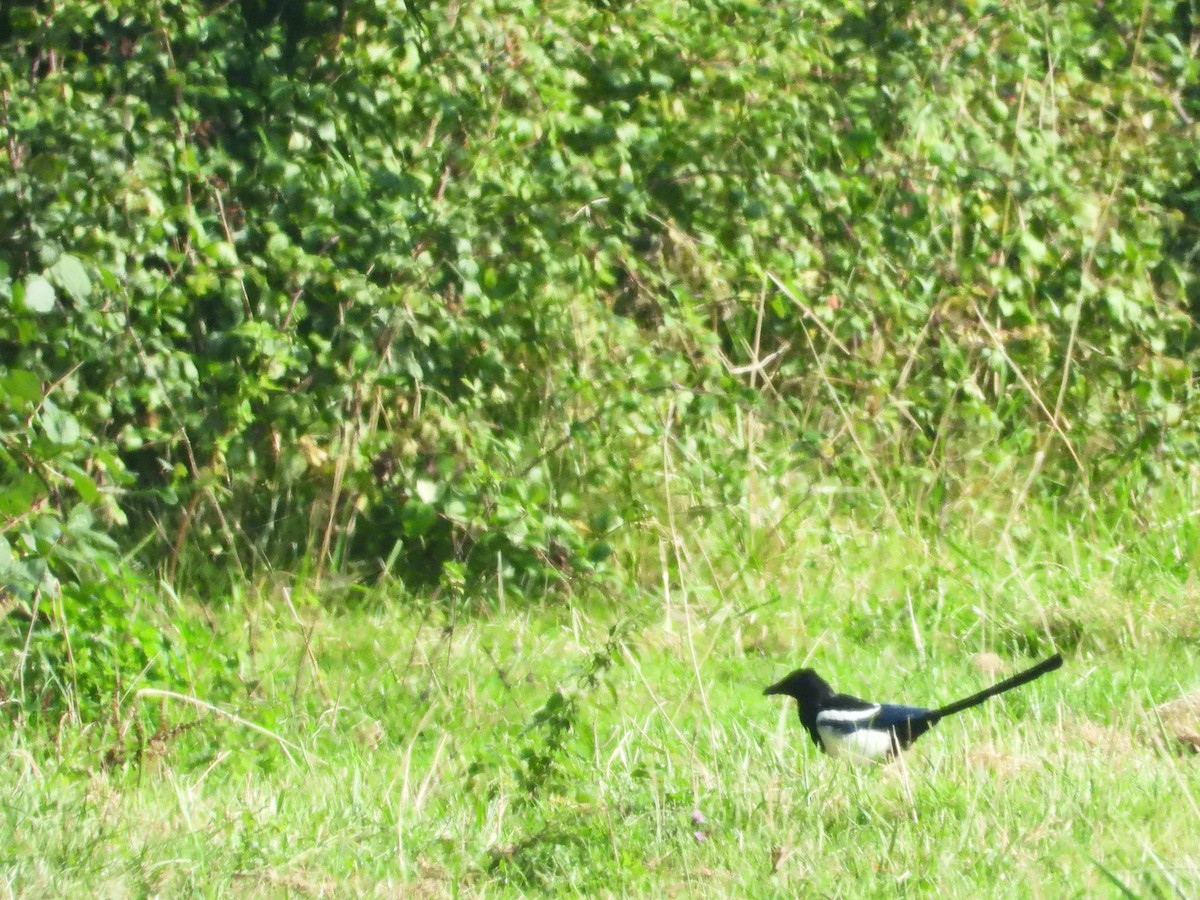 Eurasian Magpie - ML608756800