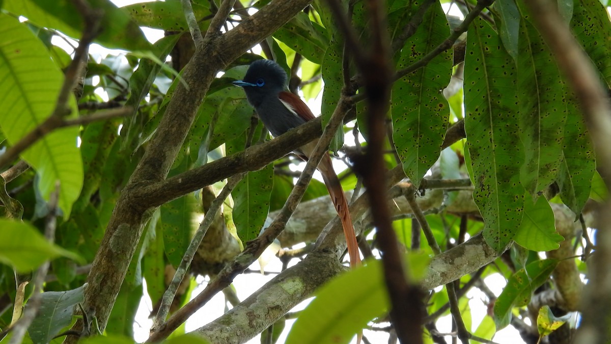 Rufous-vented Paradise-Flycatcher - Hervé JACOB