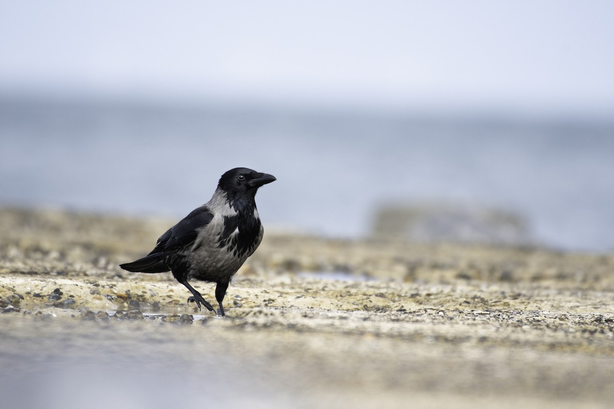 Carrion x Hooded Crow (hybrid) - ML608756878