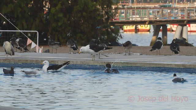 Belcher's Gull - ML608756894