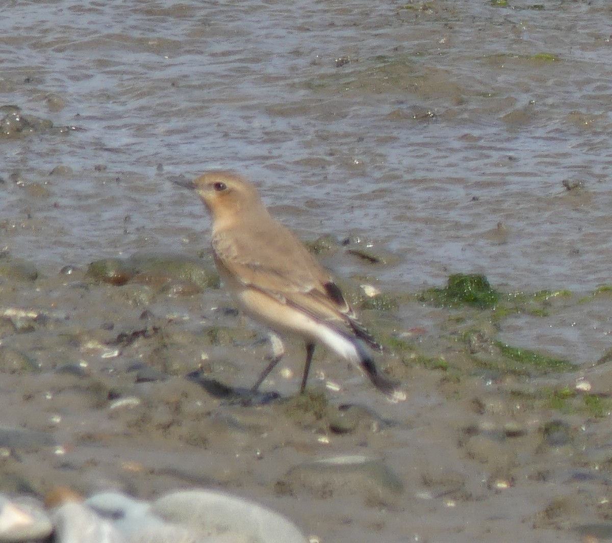 Northern Wheatear - ML608757040