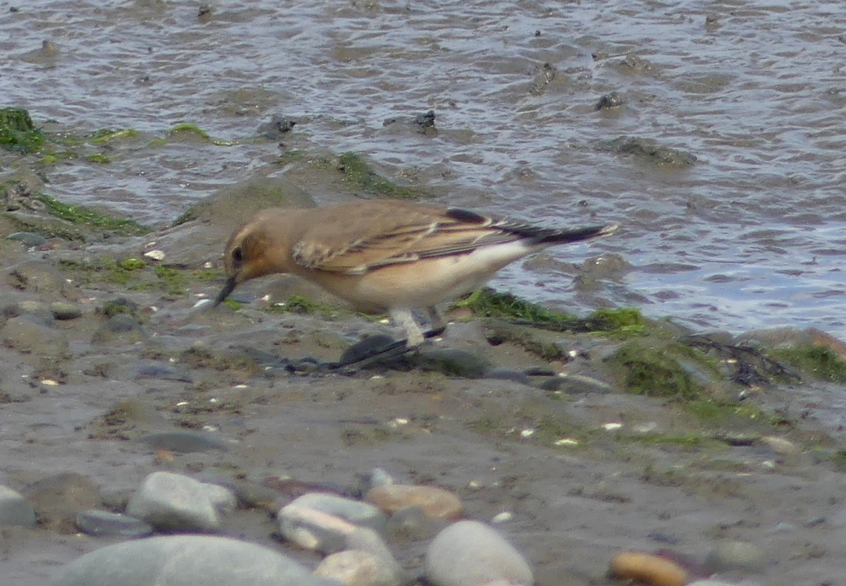 Northern Wheatear - ML608757045