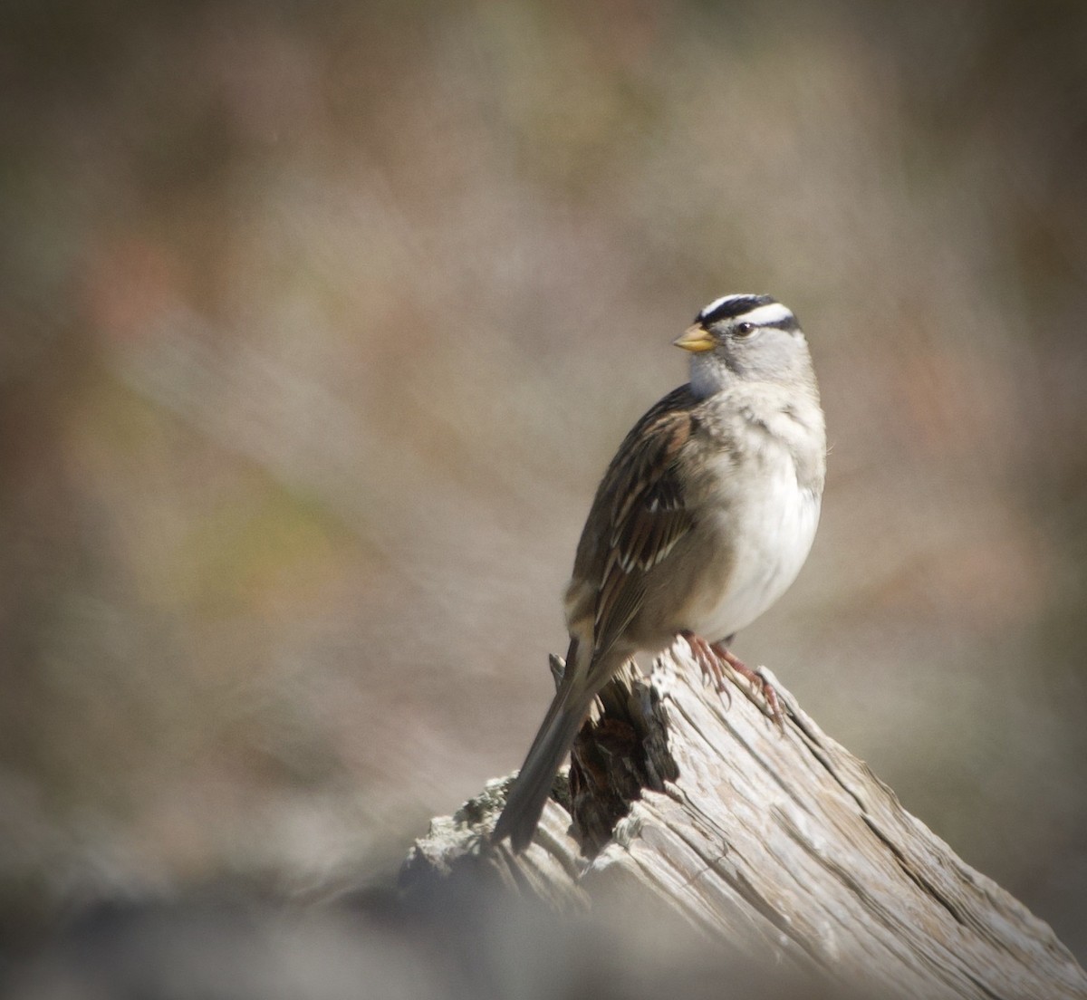 White-crowned Sparrow - Thomas Michel