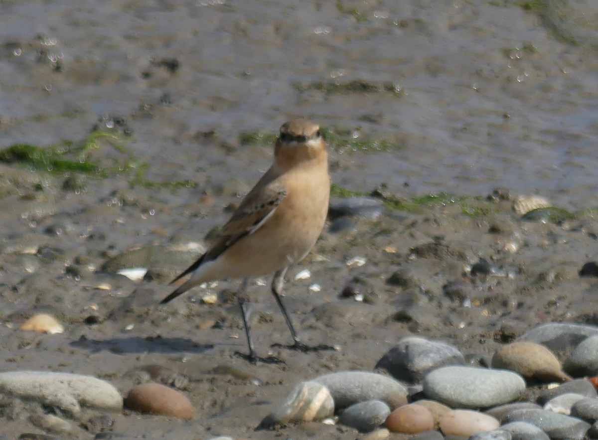 Northern Wheatear - ML608757065