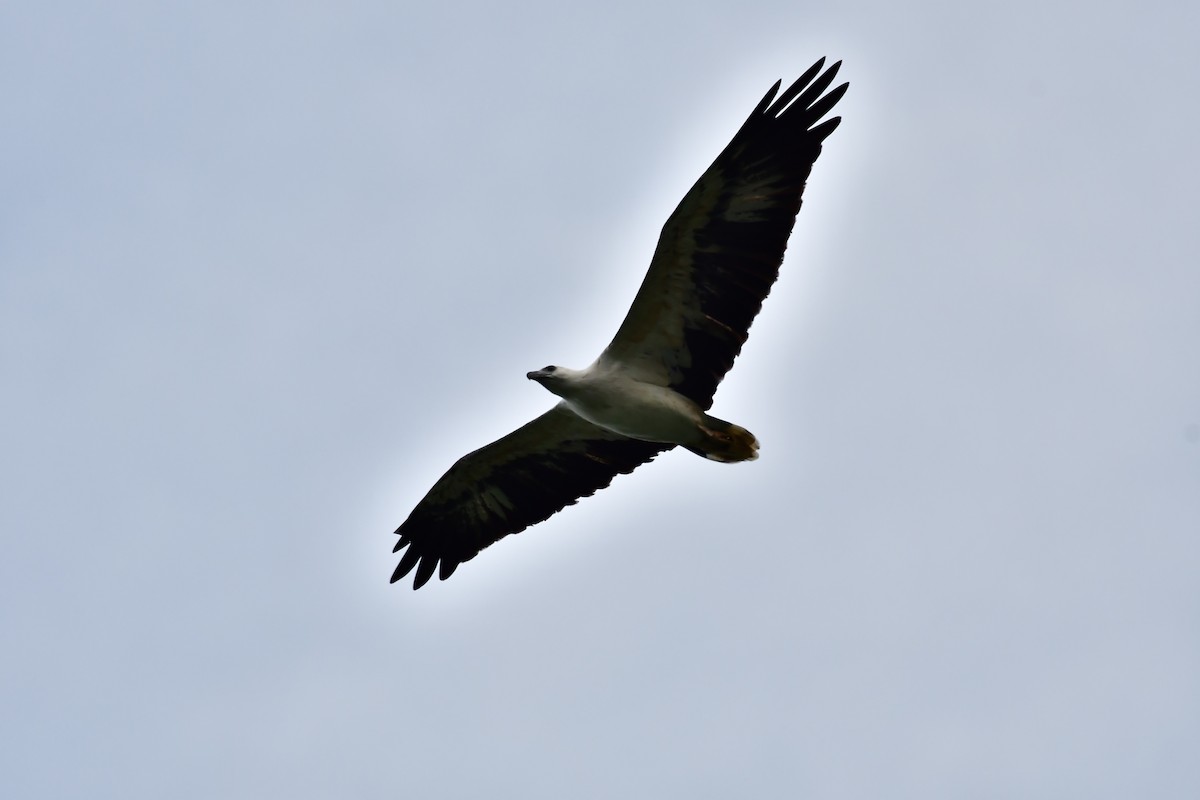 White-bellied Sea-Eagle - ML608757139