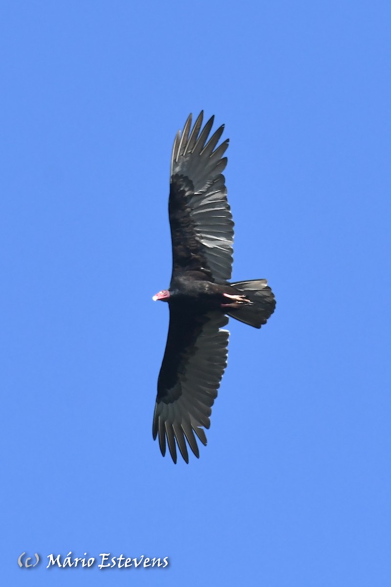 Turkey Vulture - ML608757144