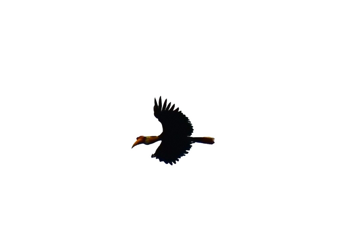 Wrinkled Hornbill - ML608757146