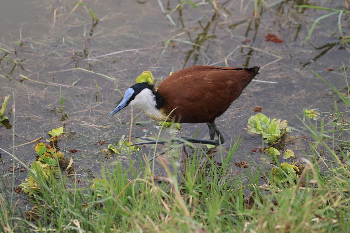 African Jacana - ML608757153