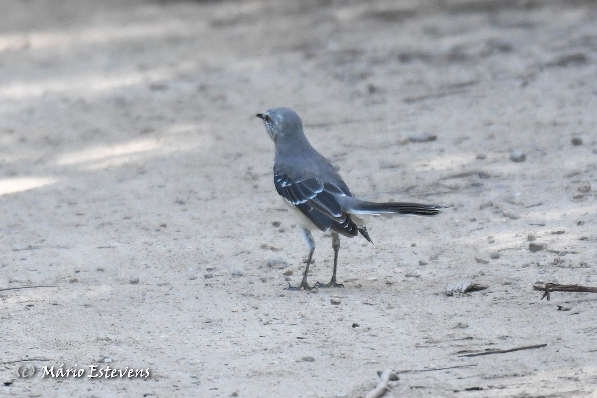 Northern Mockingbird - Mário Estevens