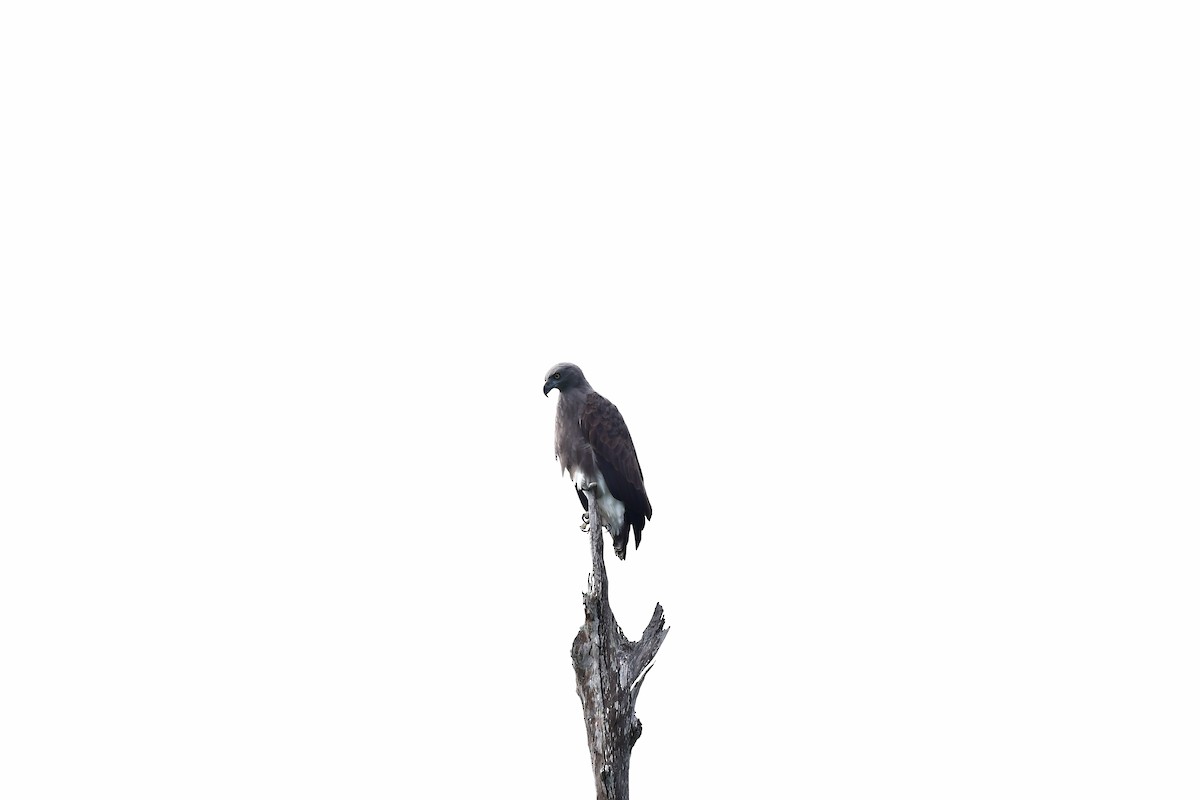 Lesser Fish-Eagle - ML608757210