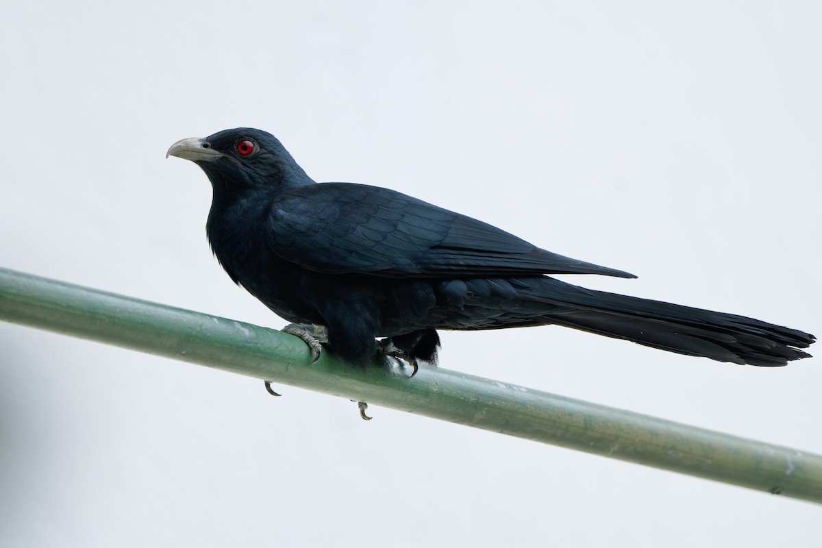 Asian Koel - Sam Hambly