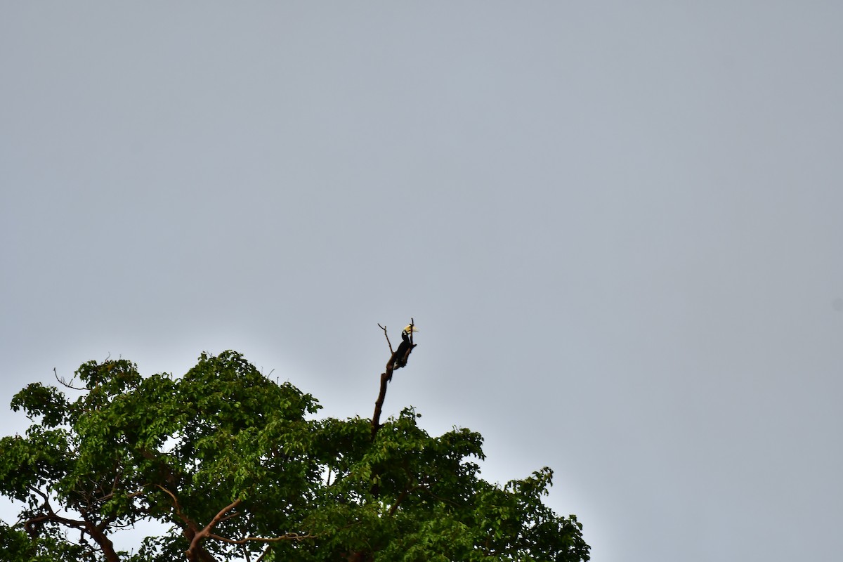 Oriental Pied-Hornbill - ML608757230