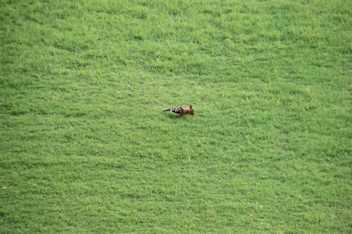 Eurasian Hoopoe - ML608757239