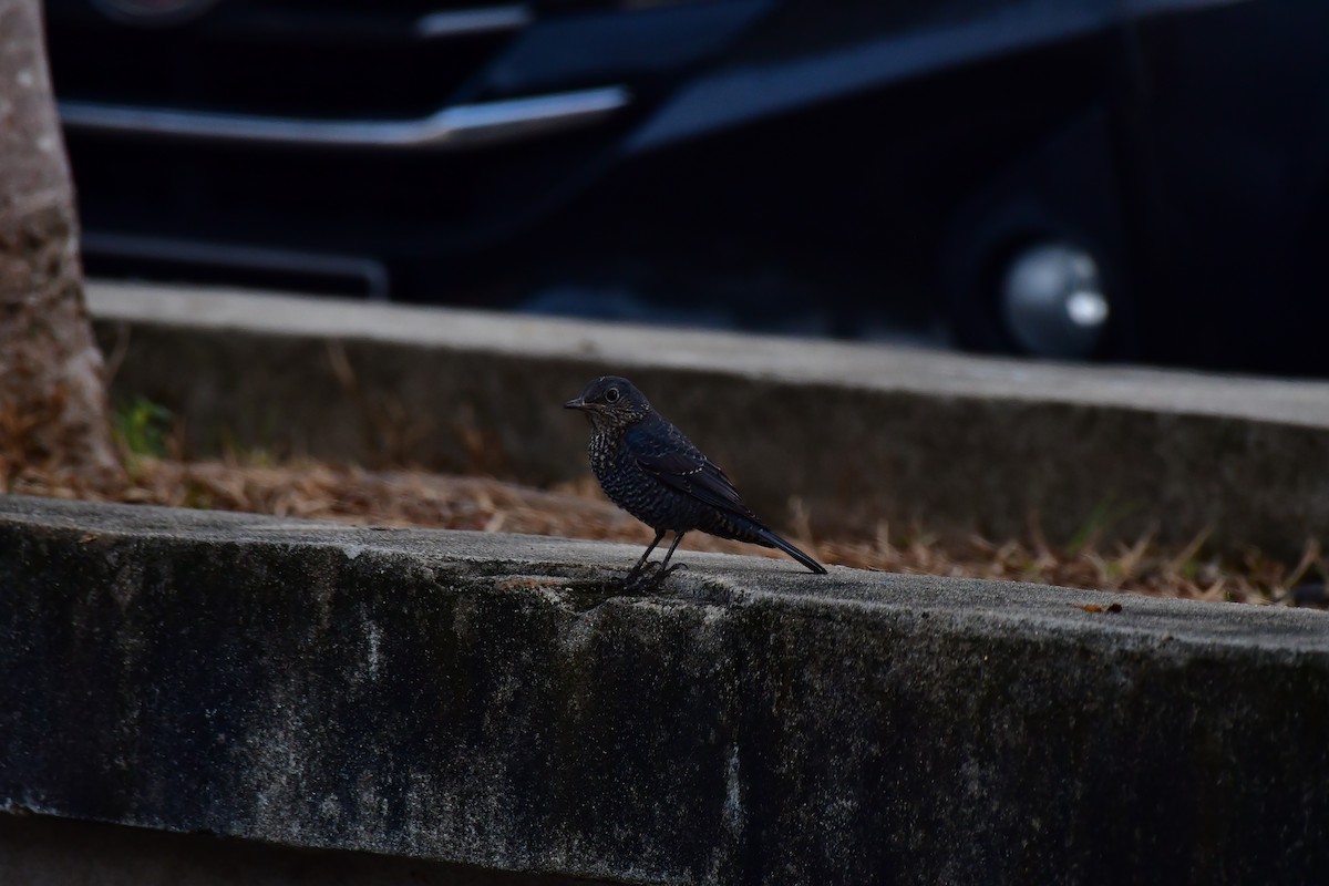 Blue Rock-Thrush - ML608757242