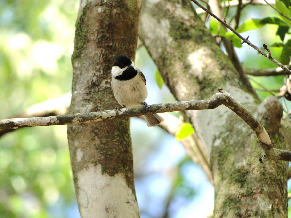 Carolina Chickadee - ML608757247