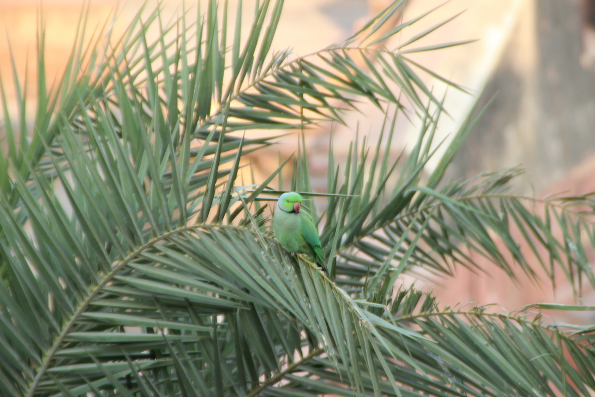 Rose-ringed Parakeet - ML608757258