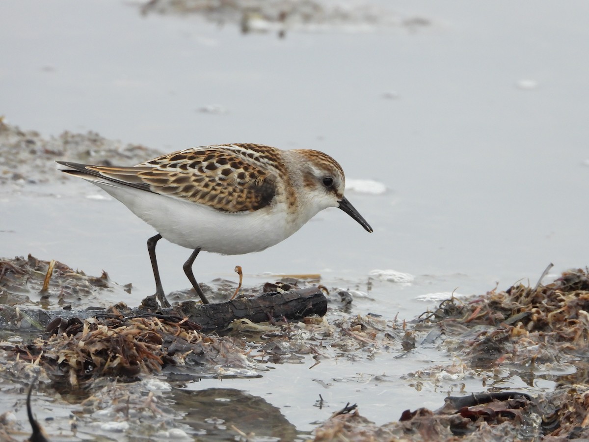 Little Stint - Martin Rheinheimer