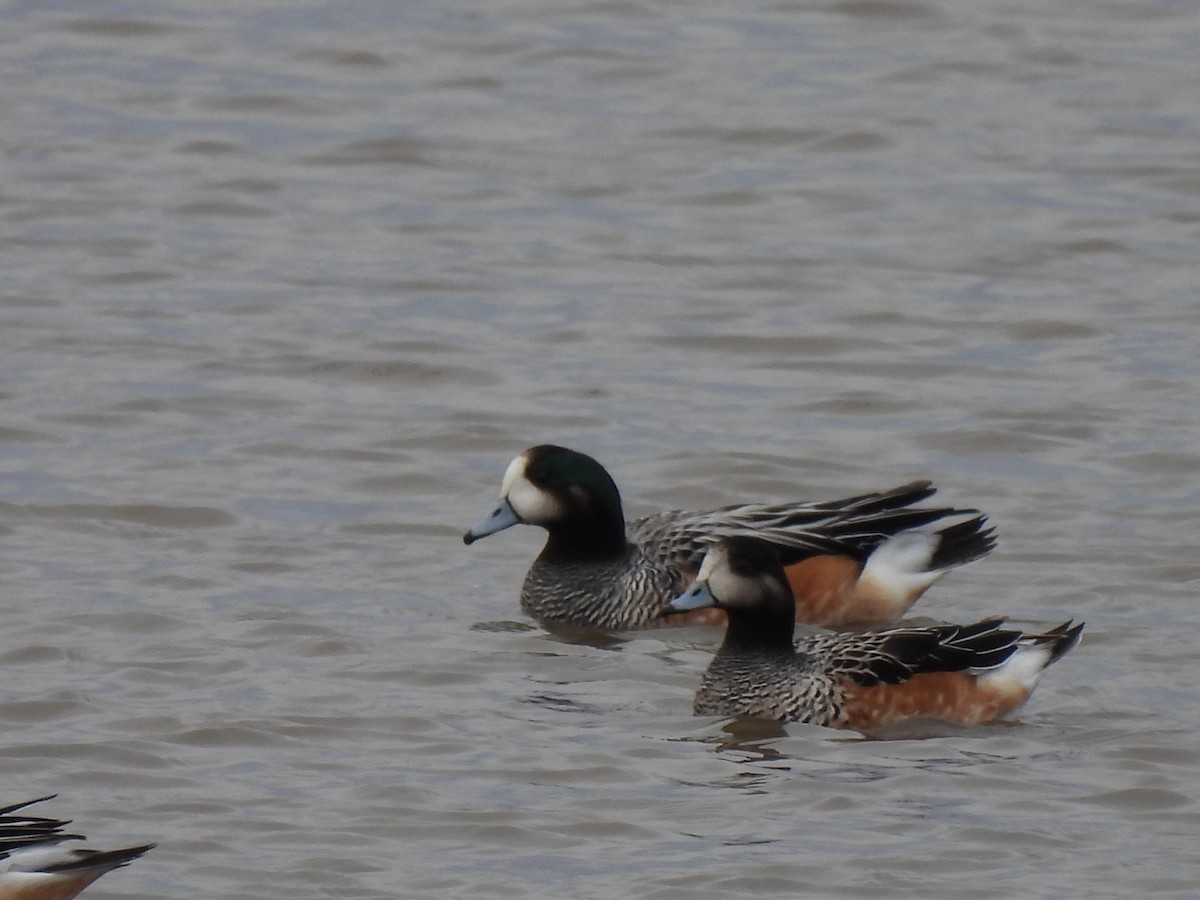 Chiloe Wigeon - ML608757454