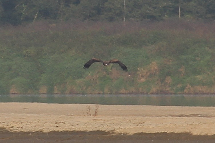 Seeadler - ML608757474