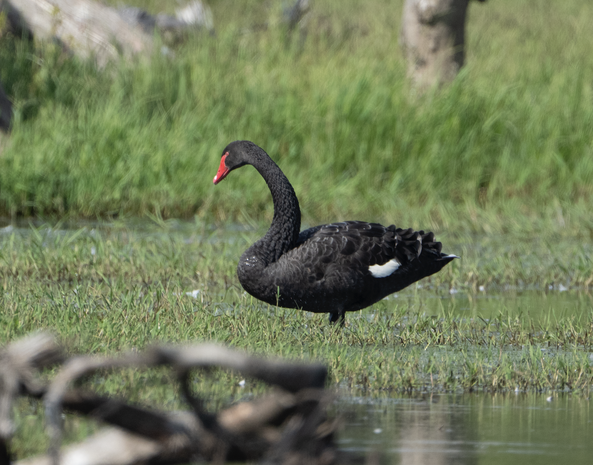 Black Swan - Nagi Aboulenein
