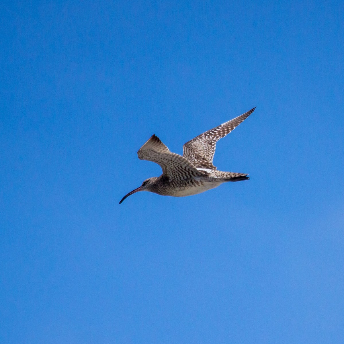 Whimbrel - Rail Whisperer