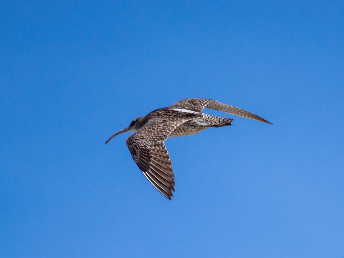 Whimbrel - Rail Whisperer