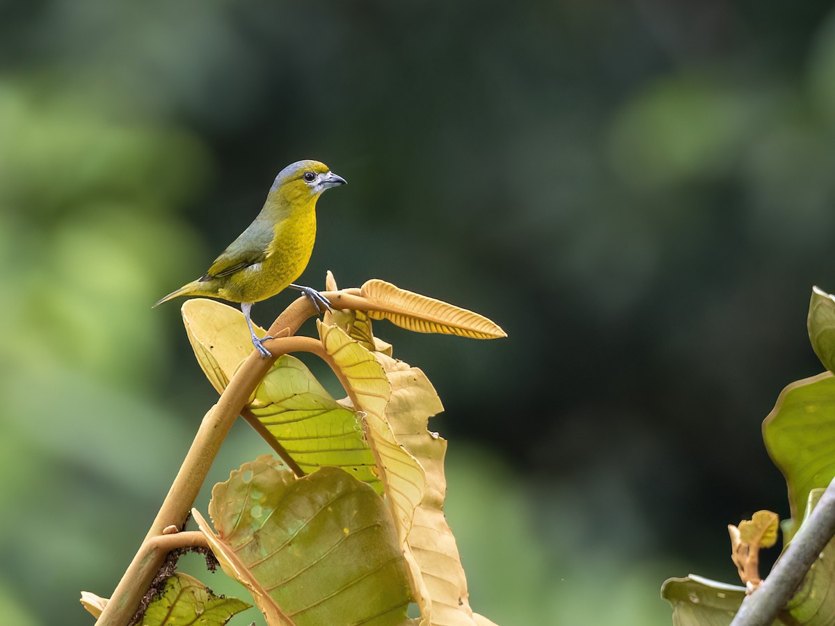 Golden-bellied Euphonia - ML608757601