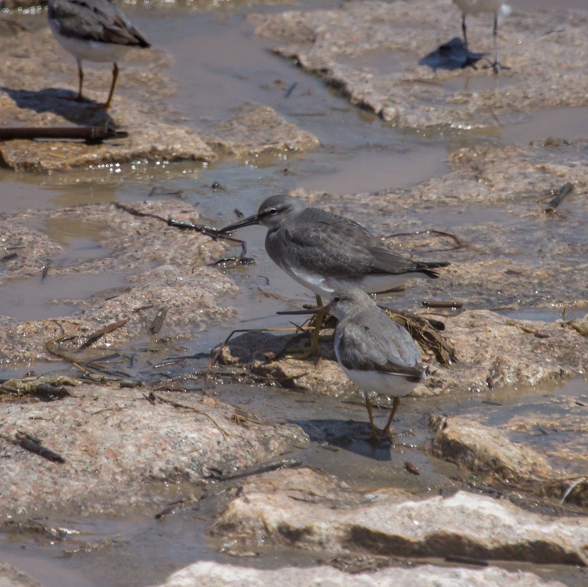 Gray-tailed Tattler - Rail Whisperer