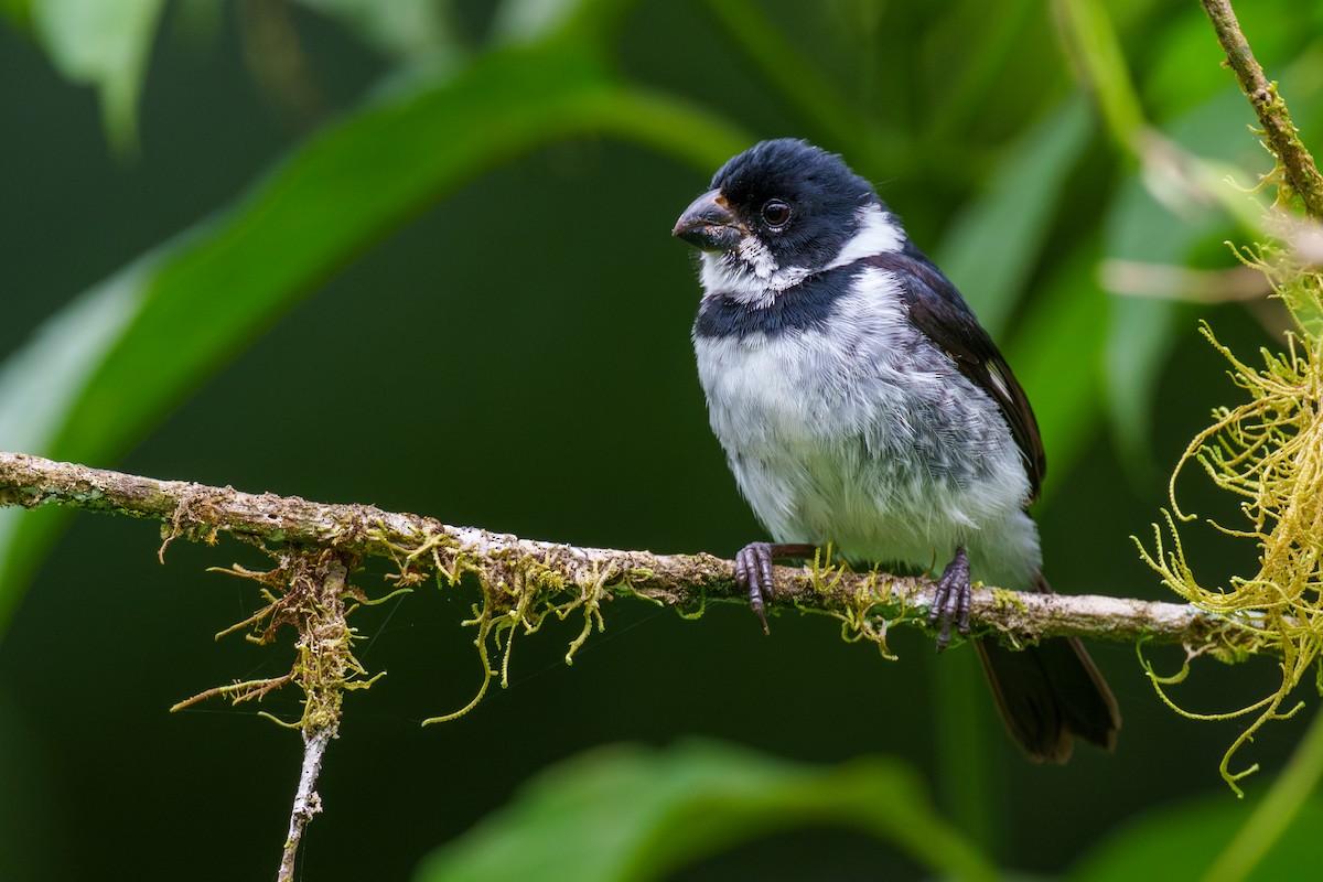 Variable Seedeater - ML608757679