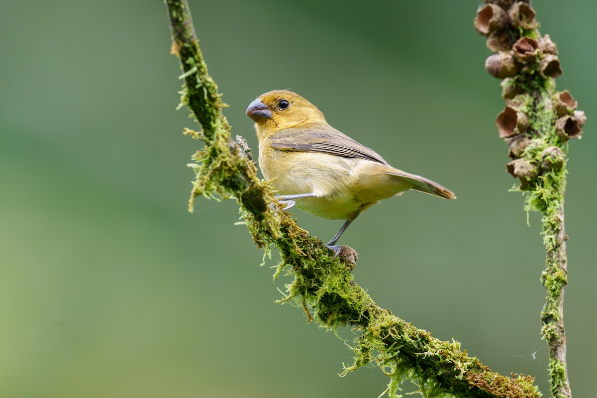 Variable Seedeater - ML608757682