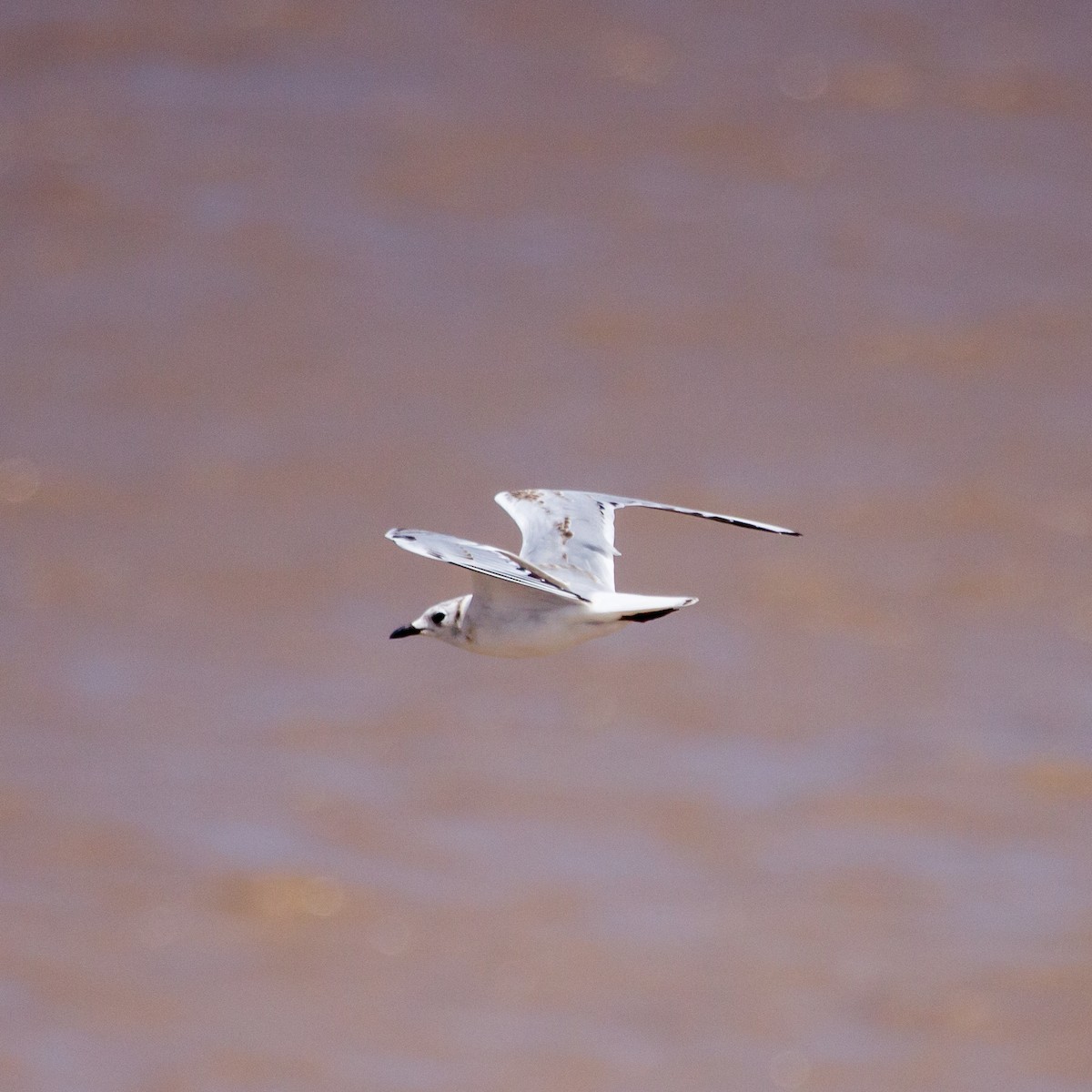 Mouette de Saunders - ML608757699