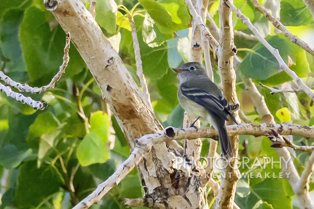 Hammond's Flycatcher - Kent Weakley