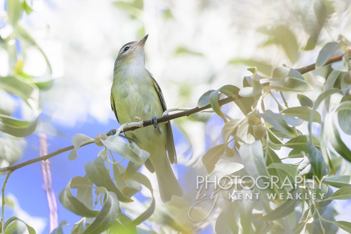 Warbling Vireo (Western) - ML608757773