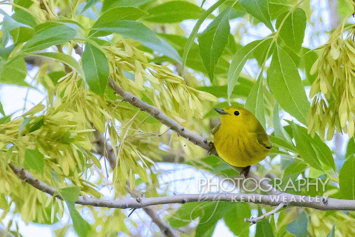 Yellow Warbler - Kent Weakley