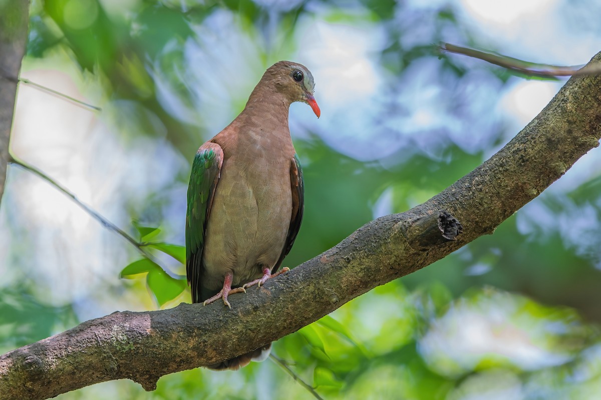 Asian Emerald Dove - ML608757833