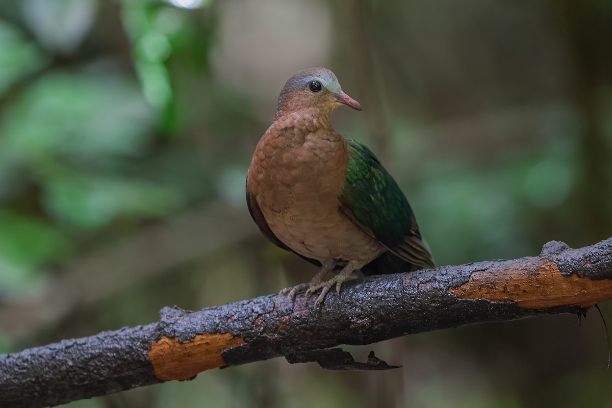 Asian Emerald Dove - ML608757834