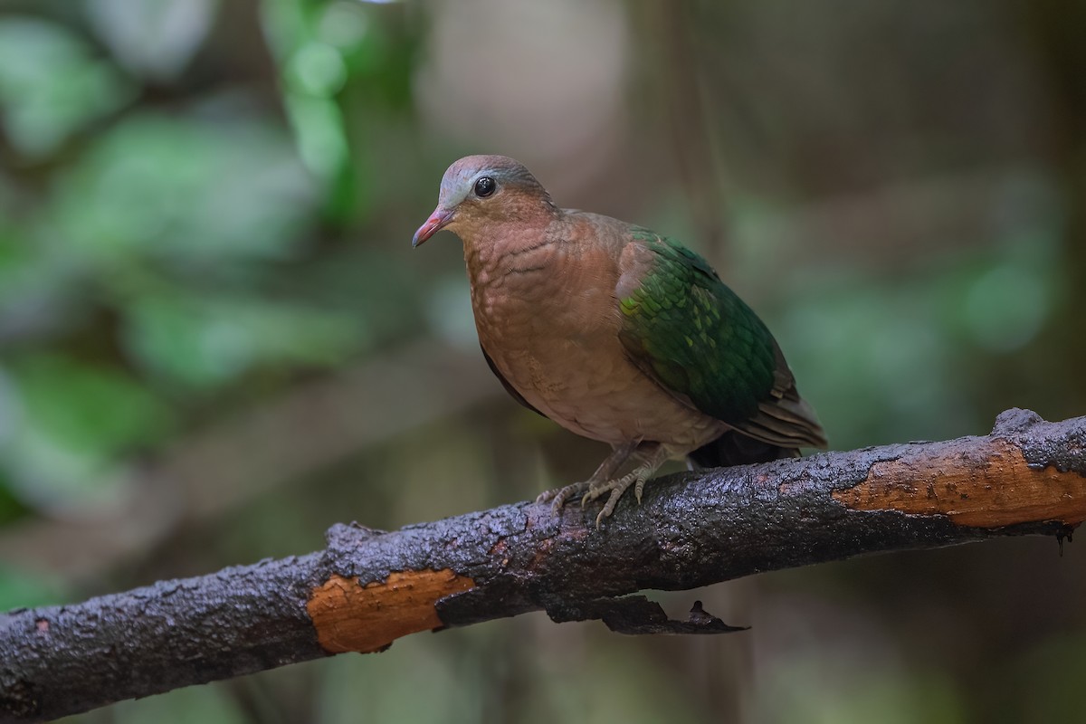 Asian Emerald Dove - ML608757835