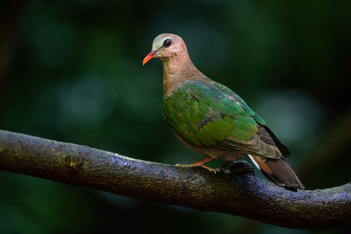 Asian Emerald Dove - ML608757836