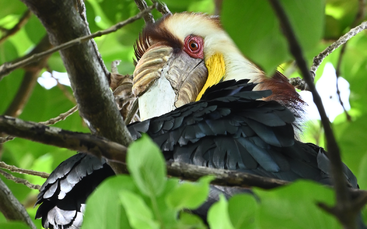 Wreathed Hornbill - Yoganand K