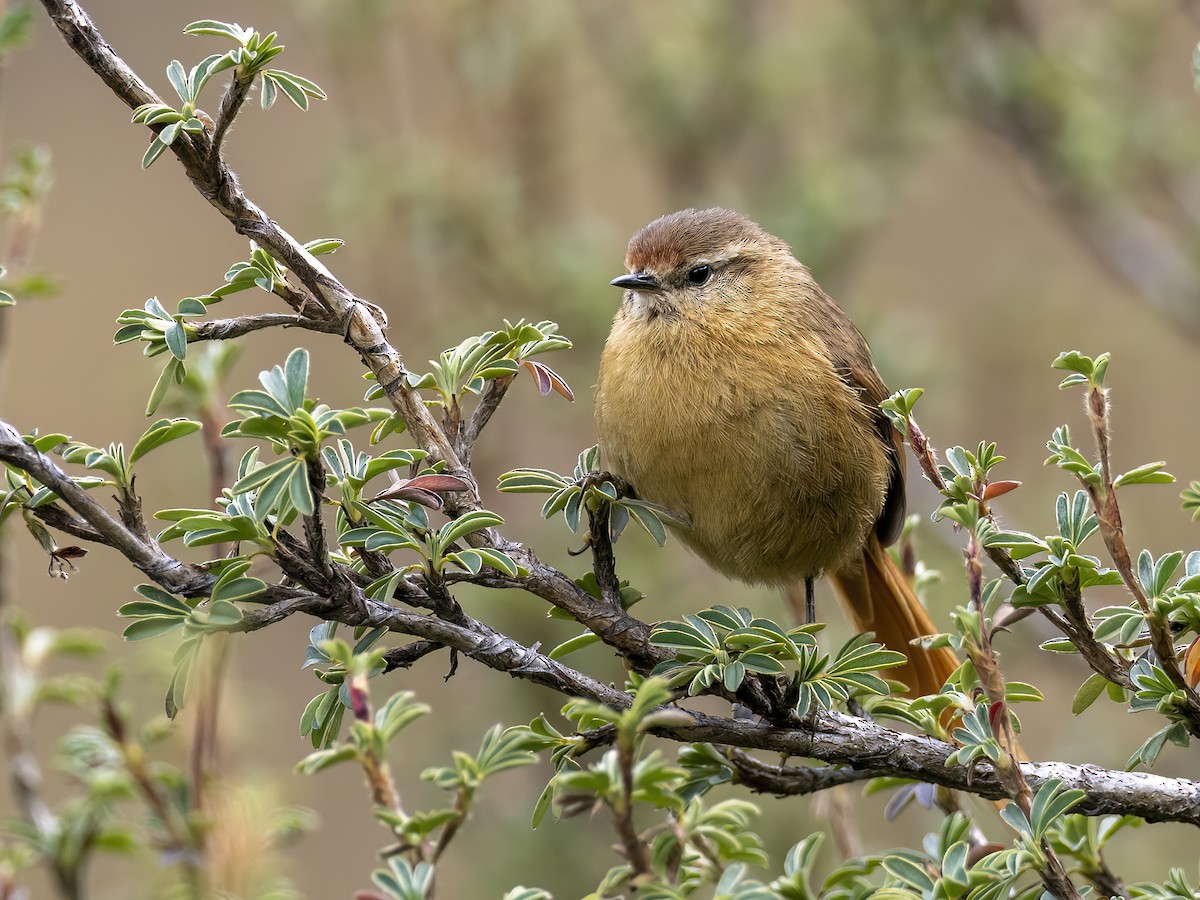 Tawny Tit-Spinetail - Andres Vasquez Noboa