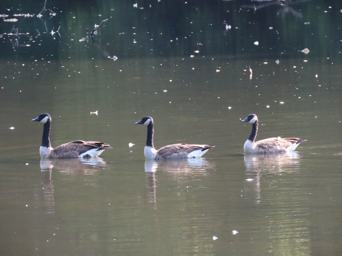 Canada Goose (moffitti/maxima) - Rick Wright