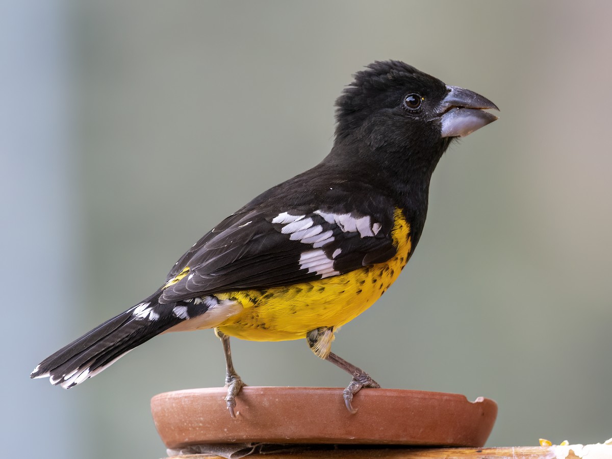 Black-backed Grosbeak - Andres Vasquez Noboa