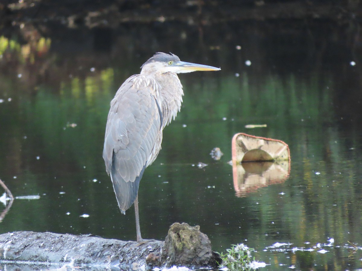 Great Blue Heron - ML608758046