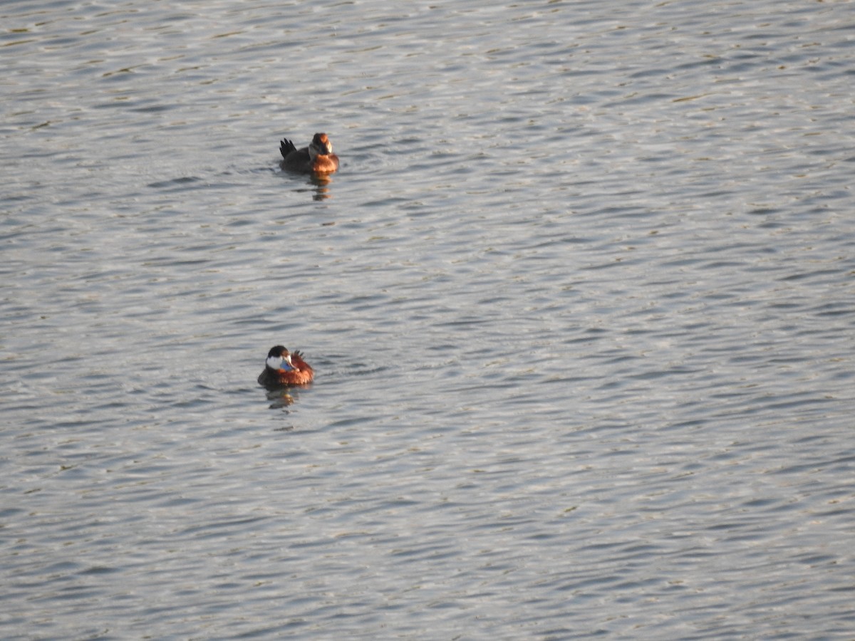 Ruddy Duck - ML608758134